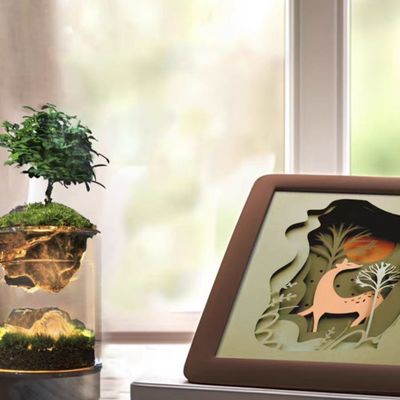 Moderne Terrarien aus Bürstenholz, ideal für Bonsai-Boden- und Einkaufszentrenliebhaber